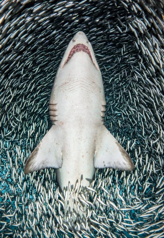 Tanya Houppermans sand tiger sharks