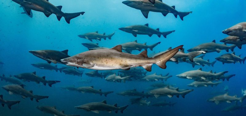 Tanya Houppermans sand tiger sharks
