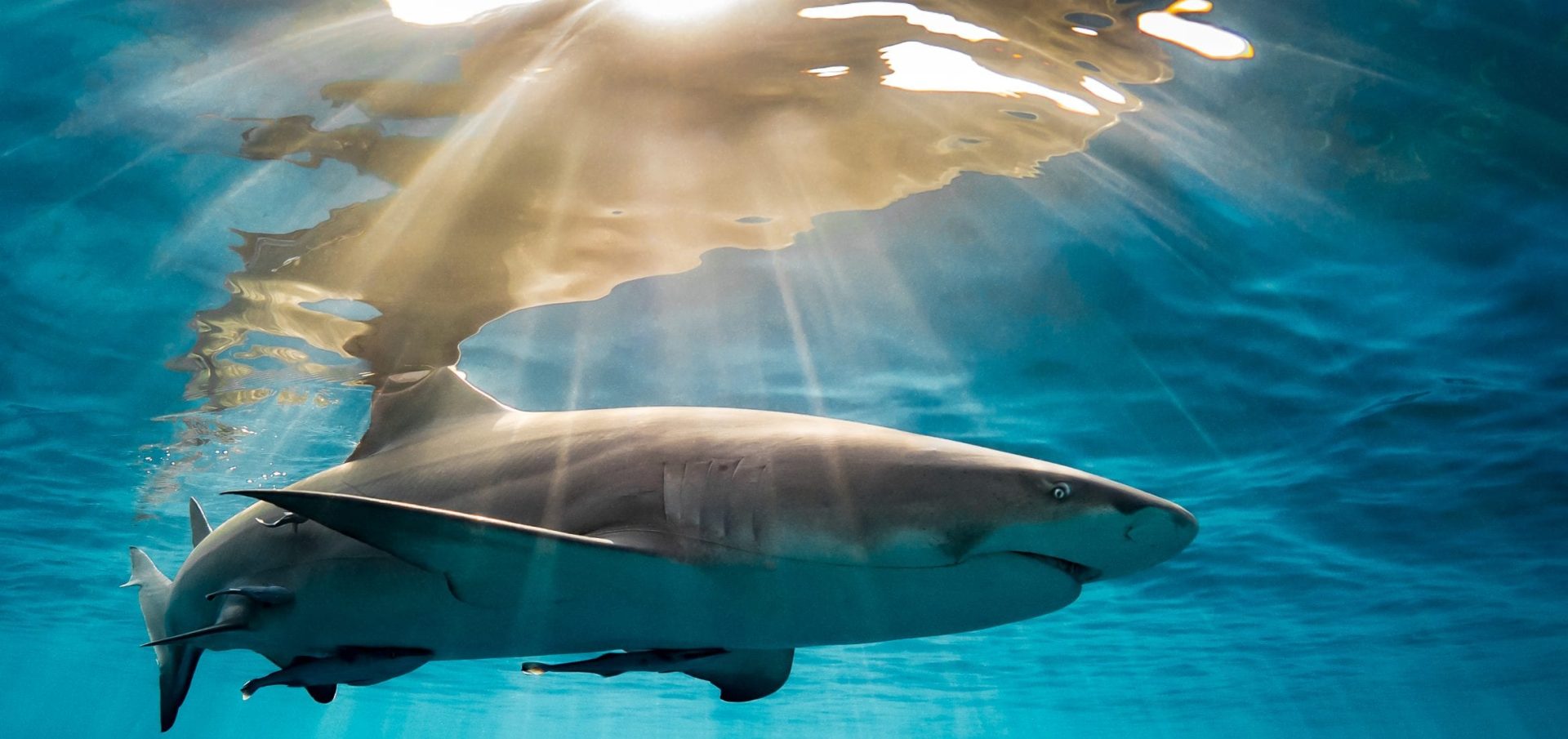Tanya Houppermans lemon sharks