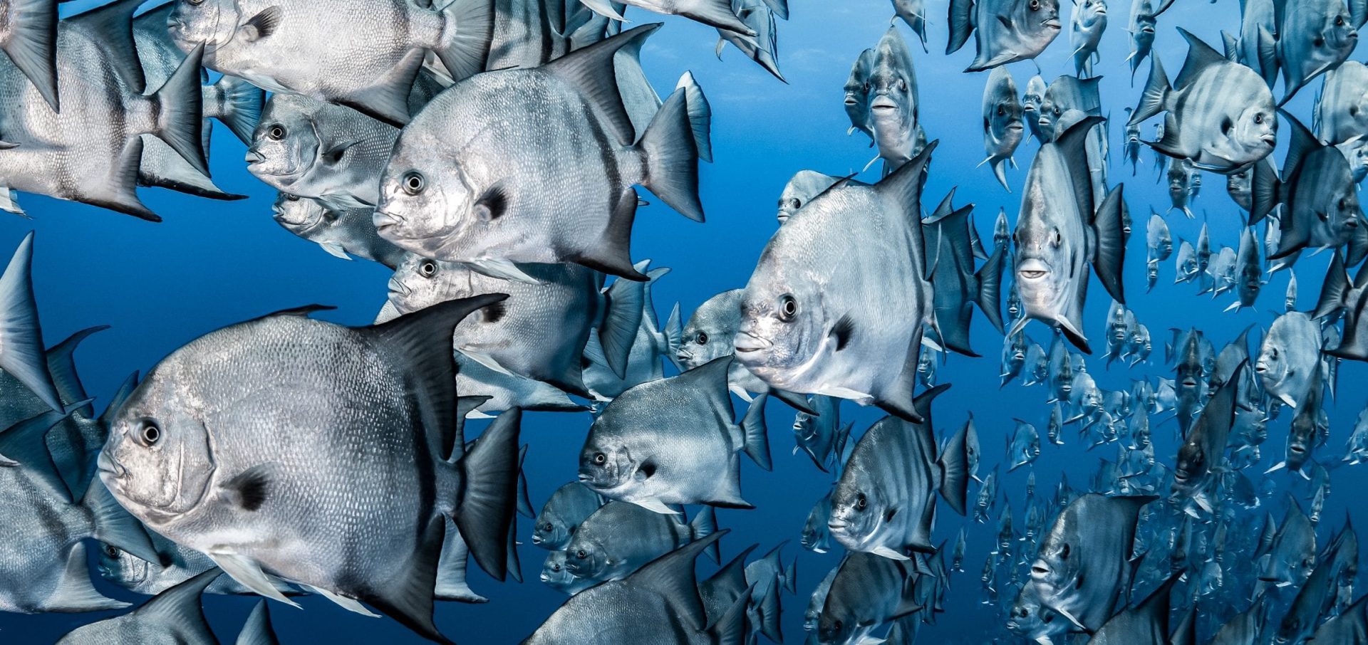 Tanya Houppermans spade fish