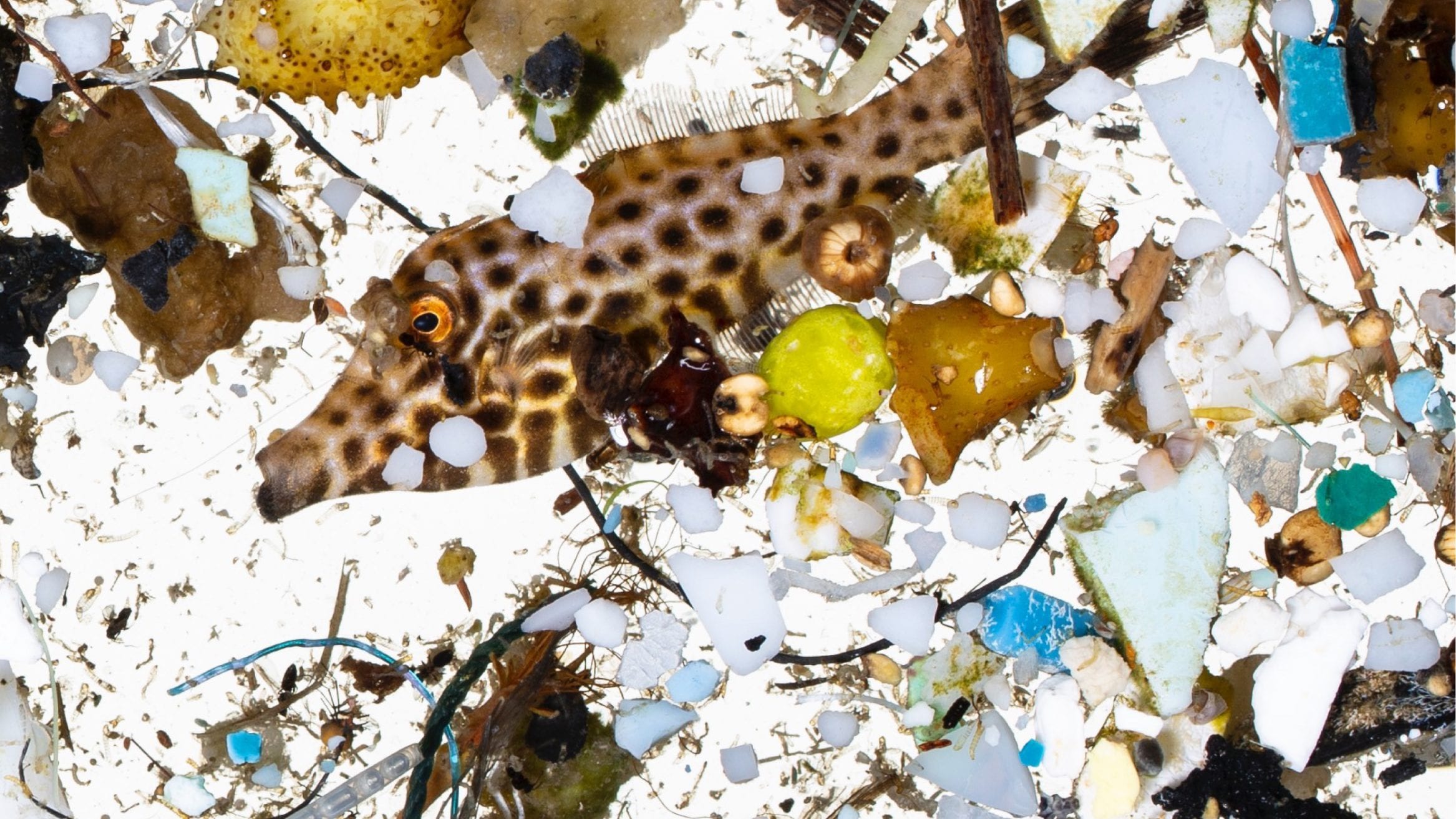 NOAA ocean plastic larval fish microplastics microfibres