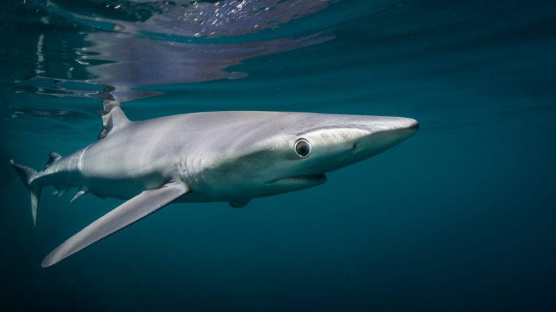 Dan abbott marine animals sharks
