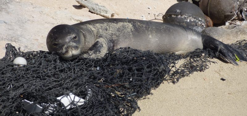 Liz Bonnin Plastic Pollution NOAA