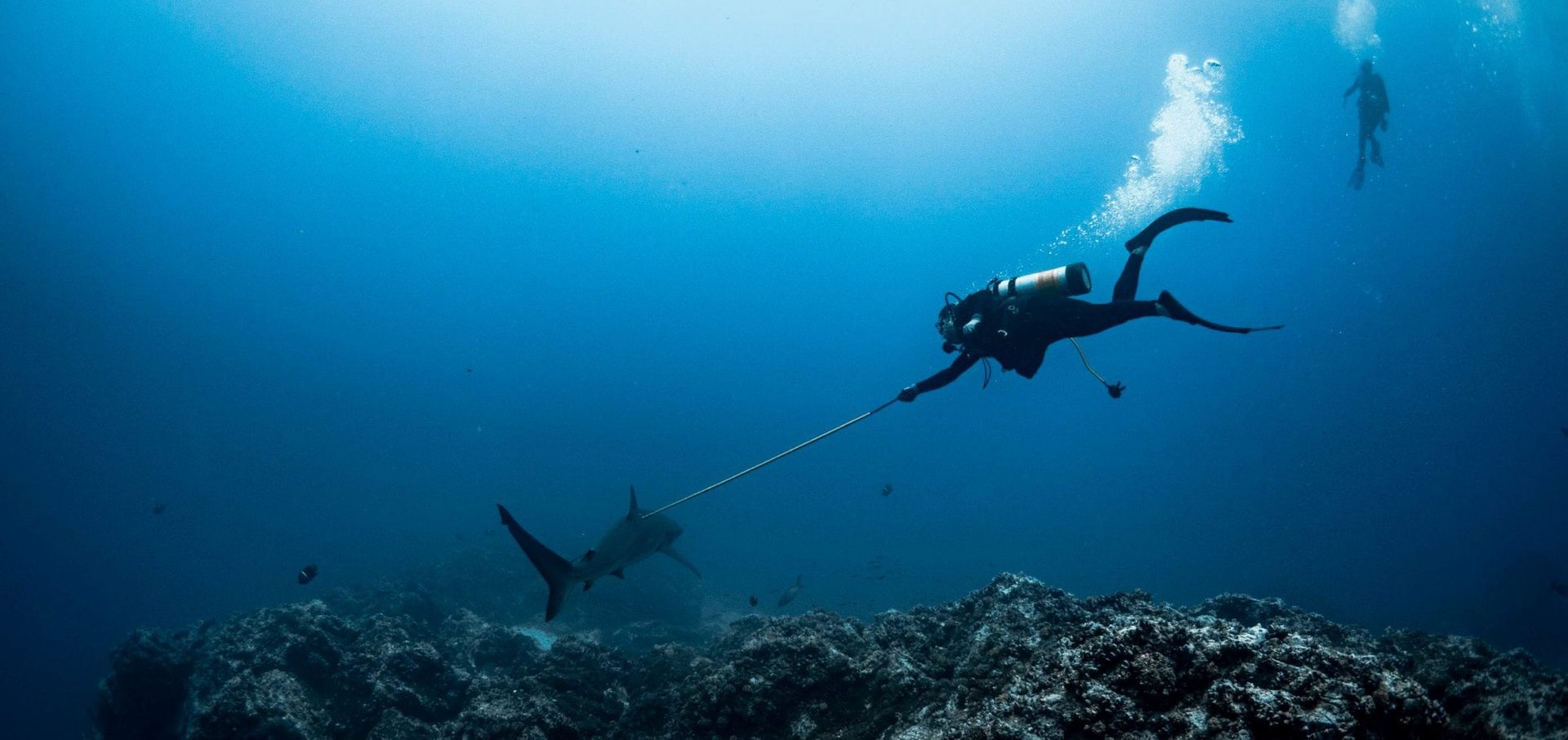 shark finning conservation Randall Arauz costa rica tagging