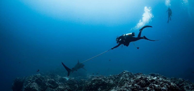 shark finning conservation Randall Arauz costa rica tagging