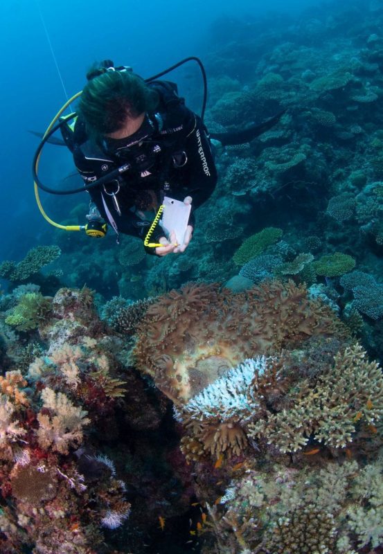 tessa hempson coral reef oceans without borders