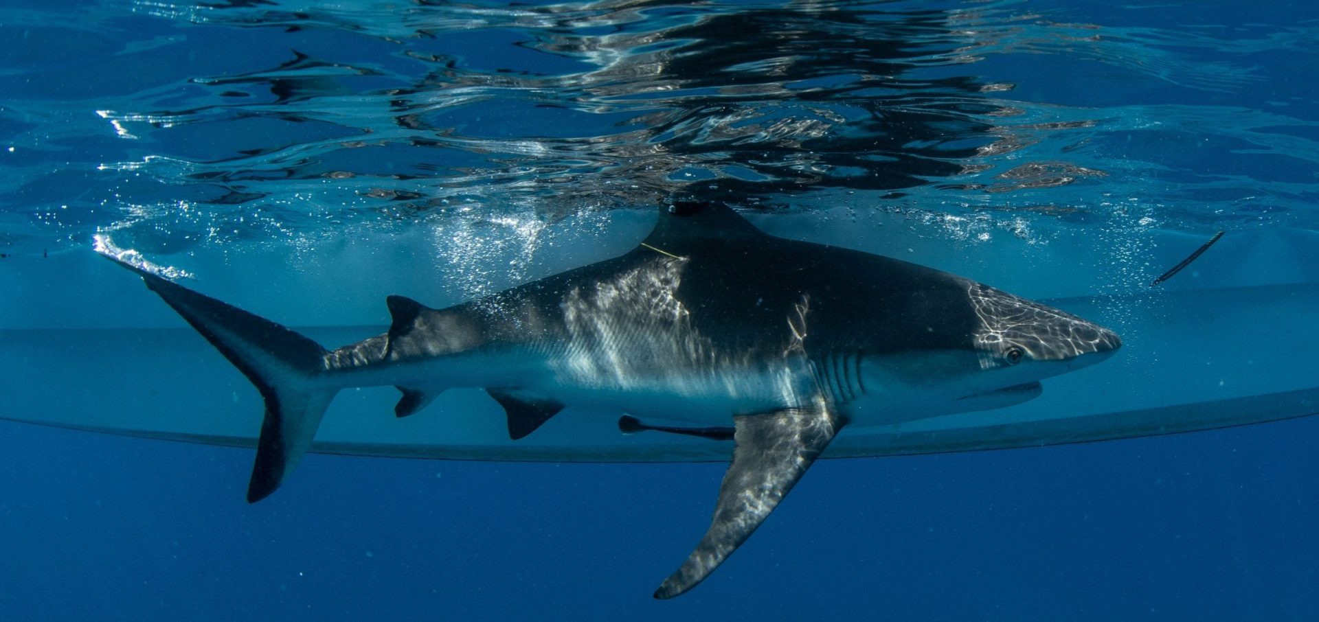 tessa hempson coral reef oceans without borders shark