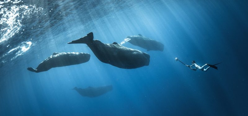 Darewin Project Interpretting Whalesong Fred Buyle sonar