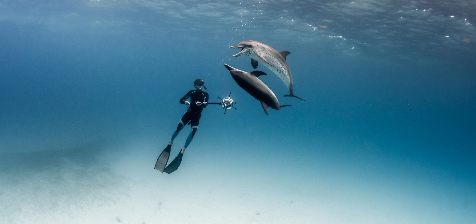 Darewin Project Interpretting Whalesong Fred Buyle dolphins