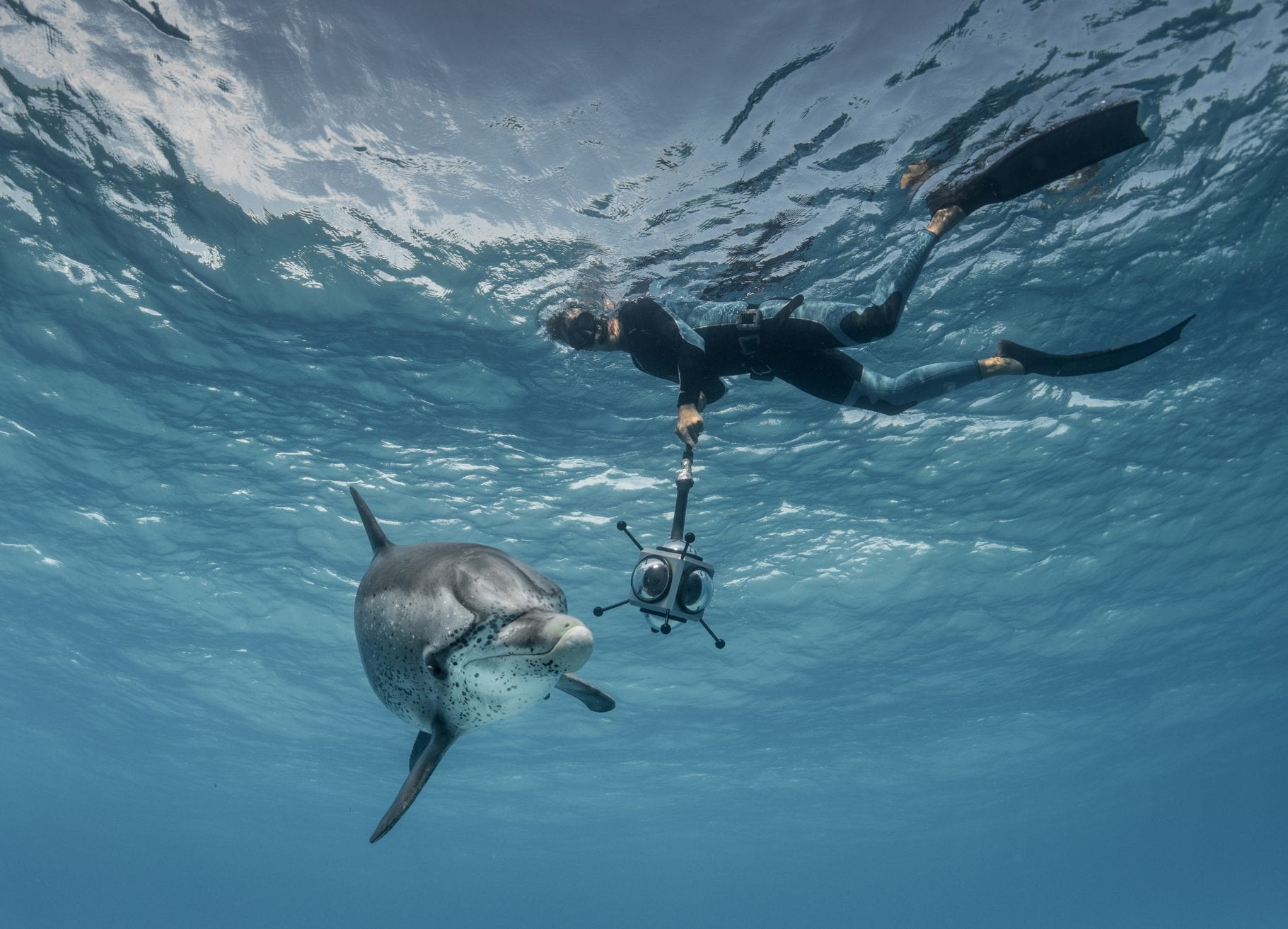 Darewin Project Interpretting Whalesong Fred Buyle