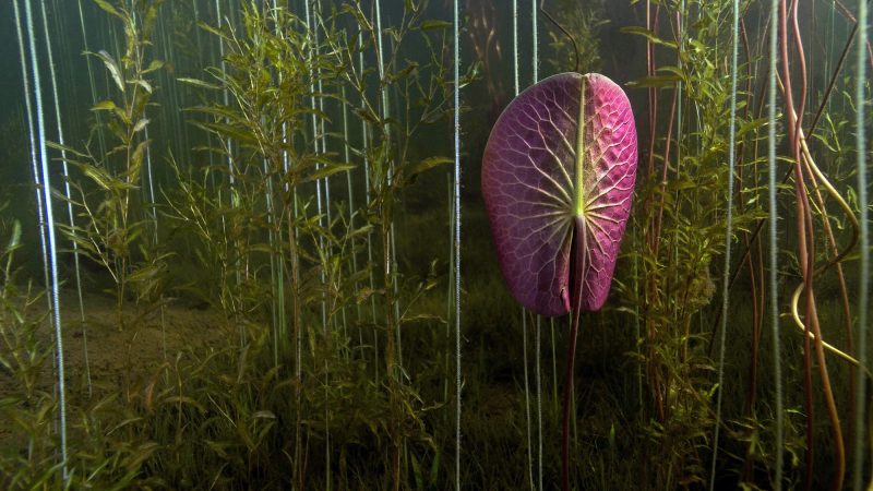scuba diving canada ontario wetland jungle