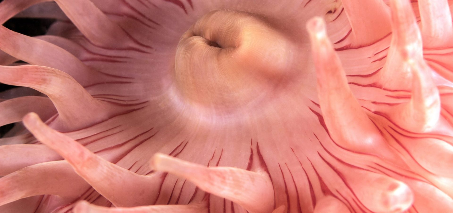 scuba diving canada anemone
