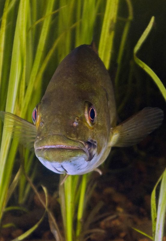 scuba diving canada bass ontario