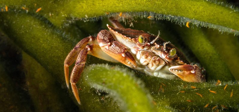 scuba diving canada crab
