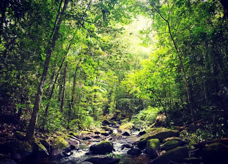 Guyana jungle Essequibo river