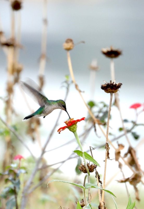 Essequibo river hummingbird