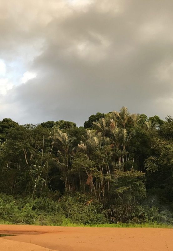 Amazon jungle essequibo river