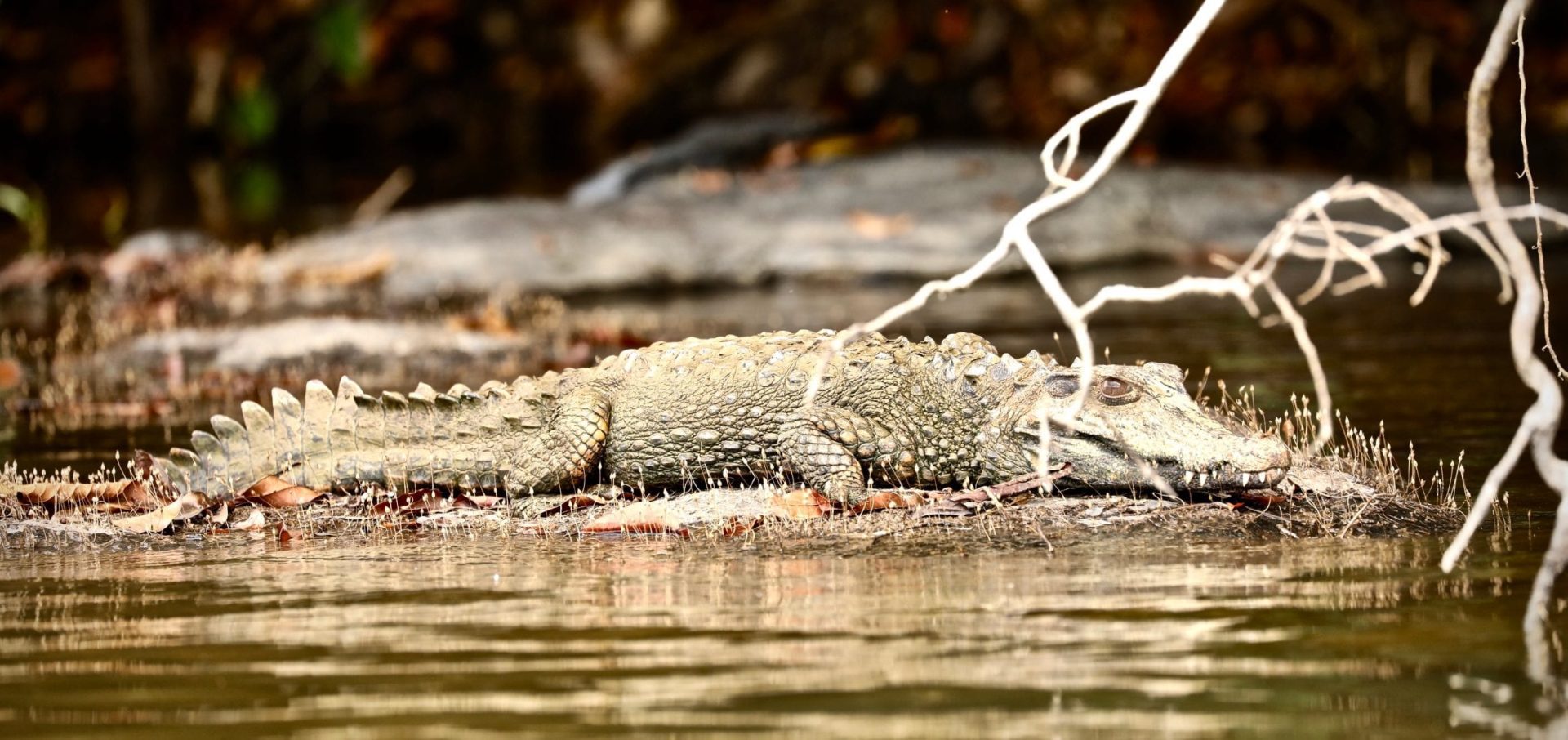 essequibo river caiman