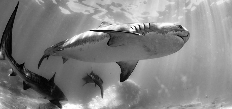 tiger sharks exmouth gulf