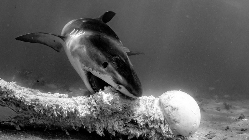 tiger sharks exmouth gulf