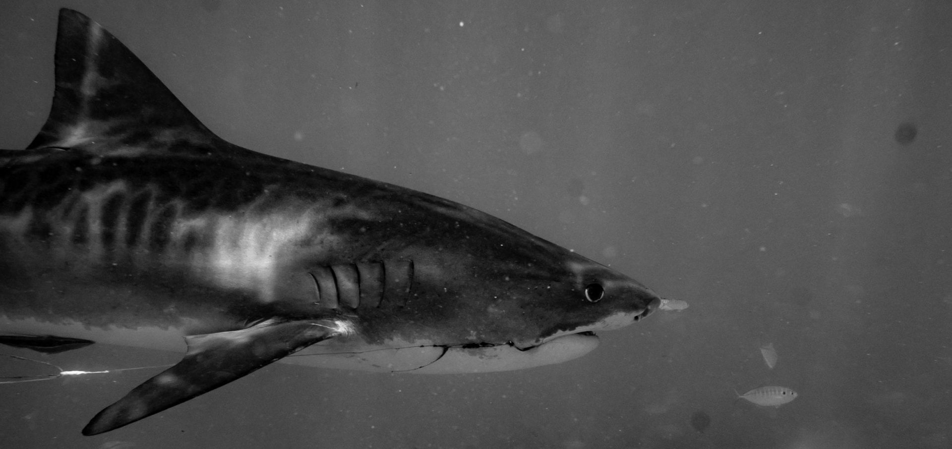 tiger sharks exmouth gulf