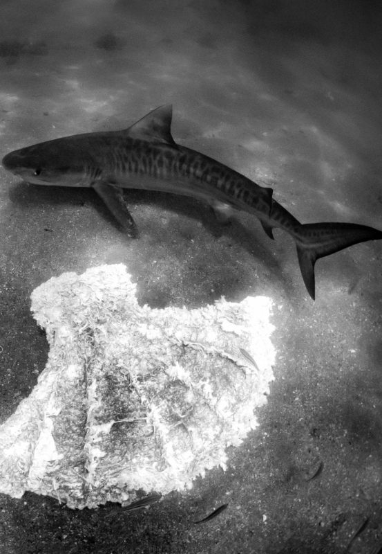 tiger sharks exmouth gulf