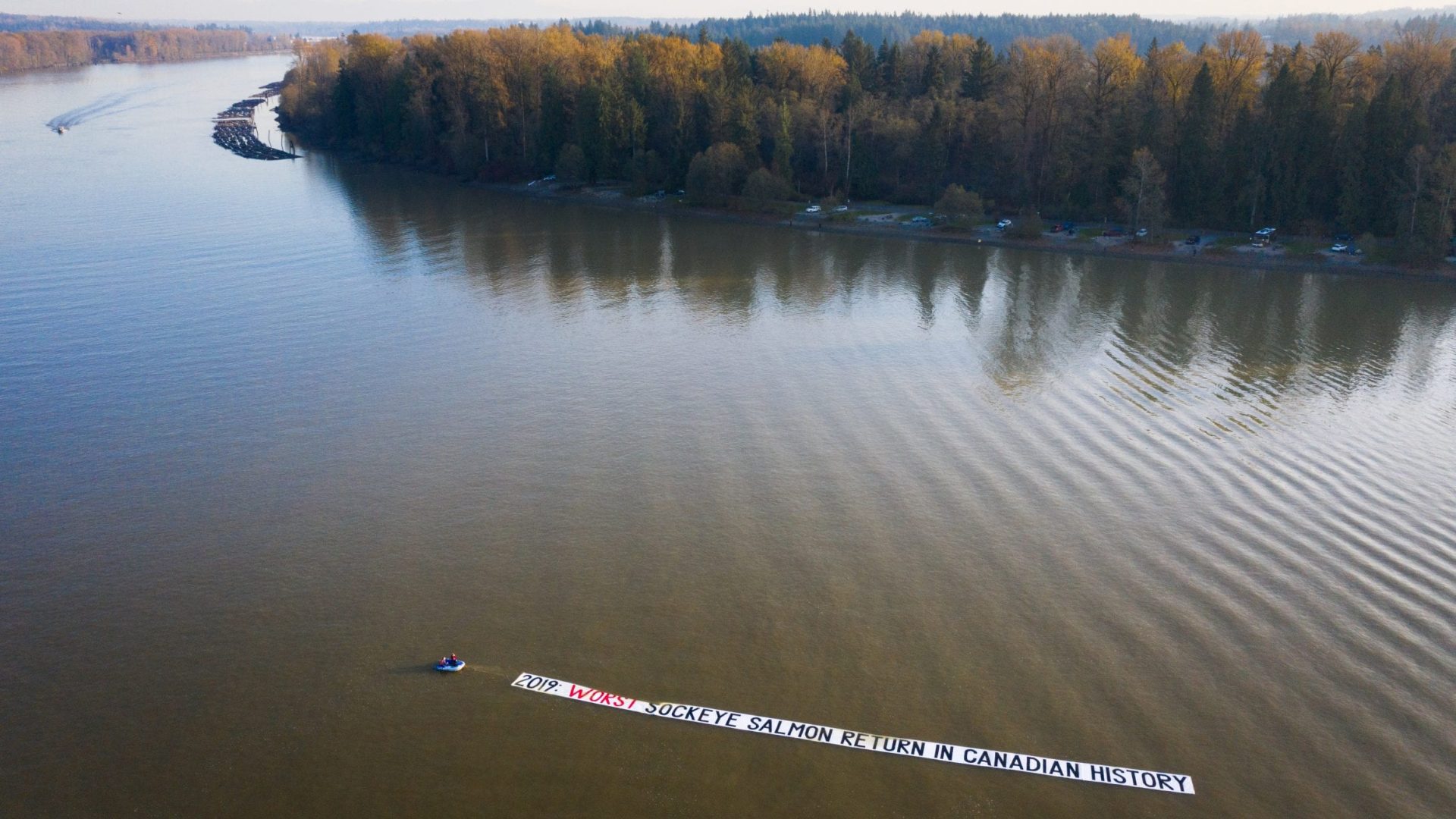 Bloodwater Tavish Campbell wild salmon British Columbia collapse