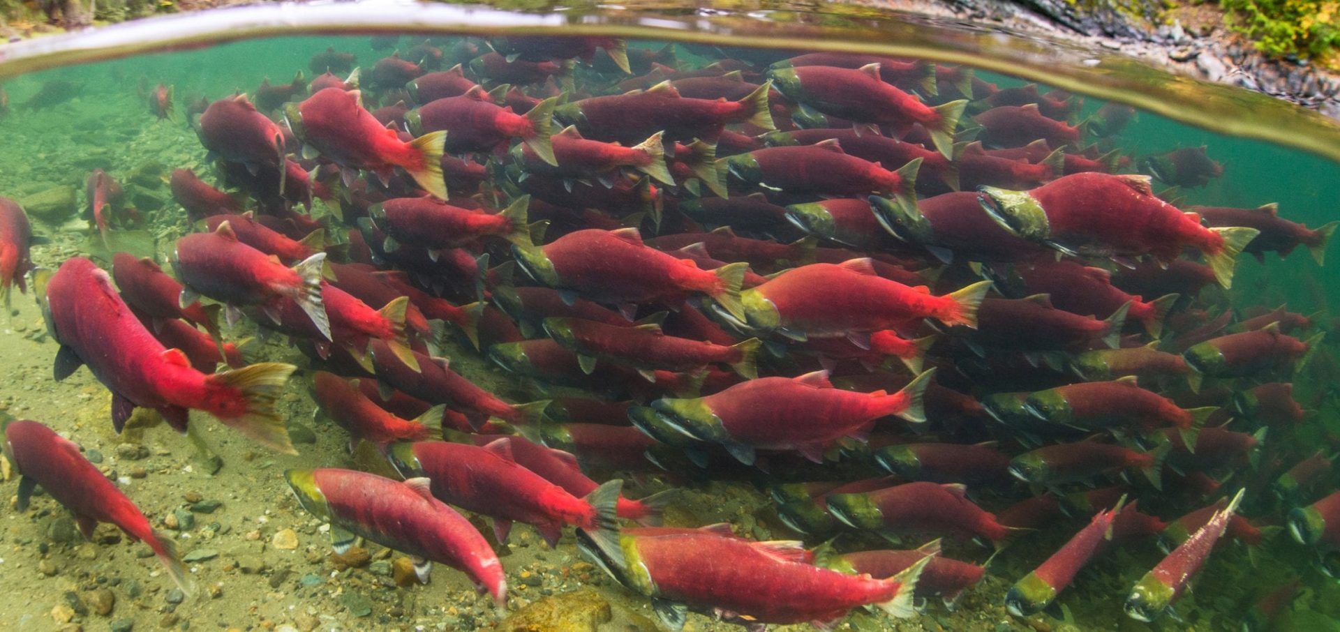 Bloodwater Tavish Campbell wild salmon British Columbia