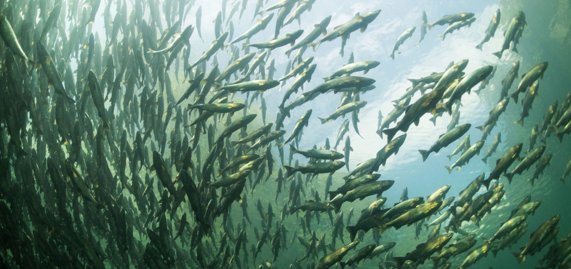 Bloodwater Tavish Campbell wild salmon British Columbia