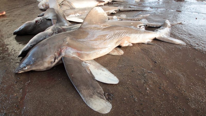 oceanic whitetip shark wwf