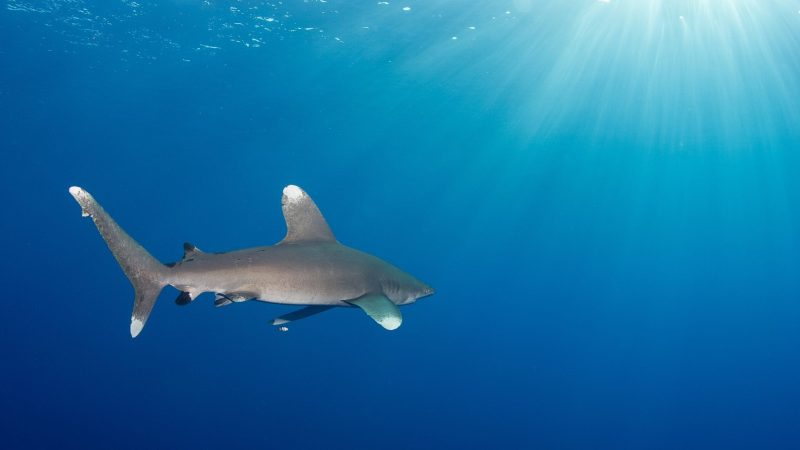 oceanic whitetip shark wwf