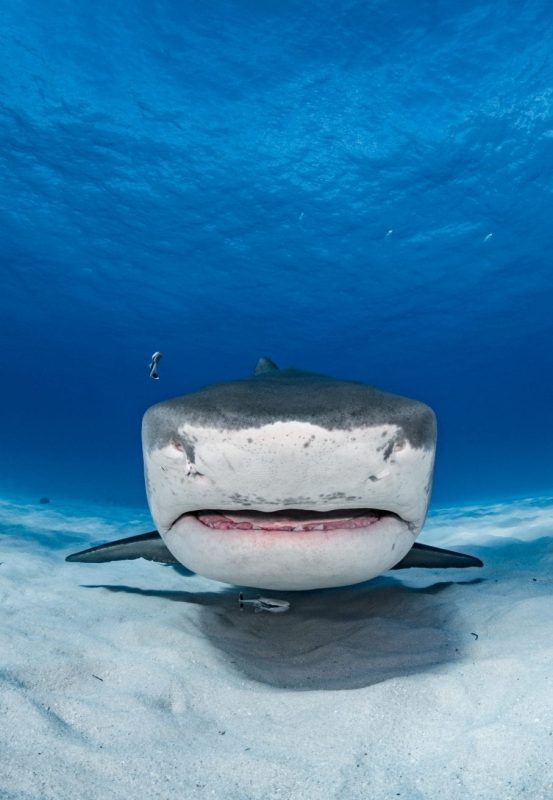 shark finning industry conservation matt brierley