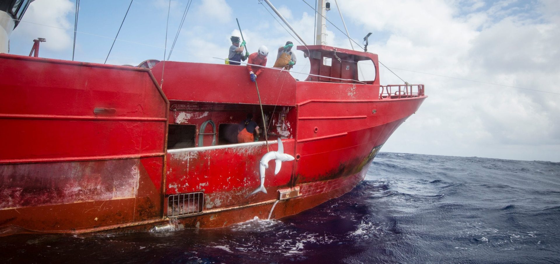 shark finning industry conservation matt brierley illegal shark fin