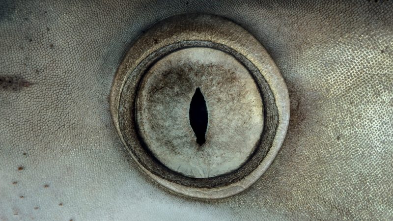 shark finning industry conservation matt brierley hannes klostermann