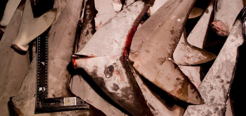 shark finning industry conservation matt brierley illegal shark fins trade