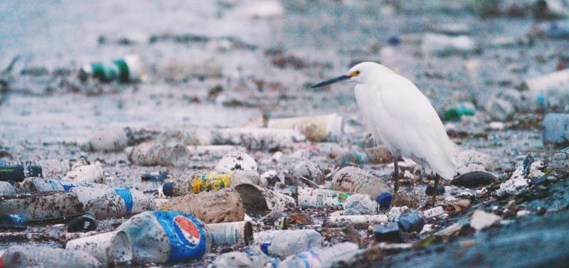 Beach litter Cigarette Surfboard