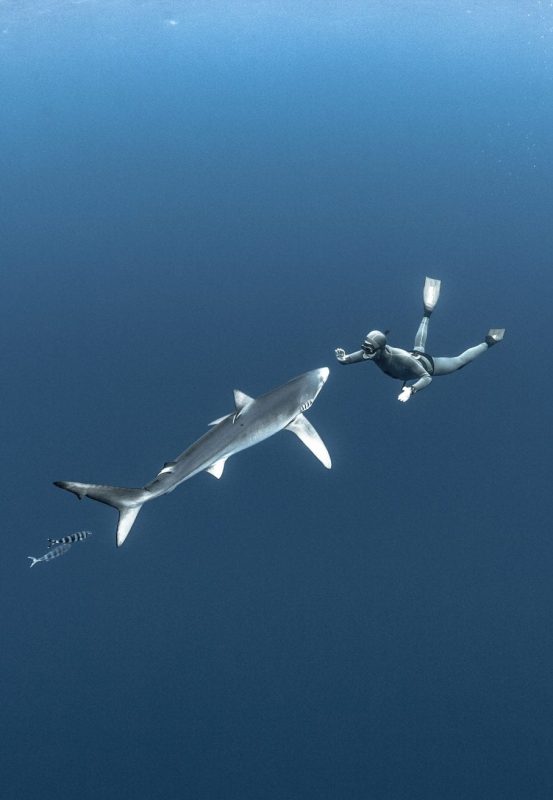 Fred Buyle freediving underwater photography sharks