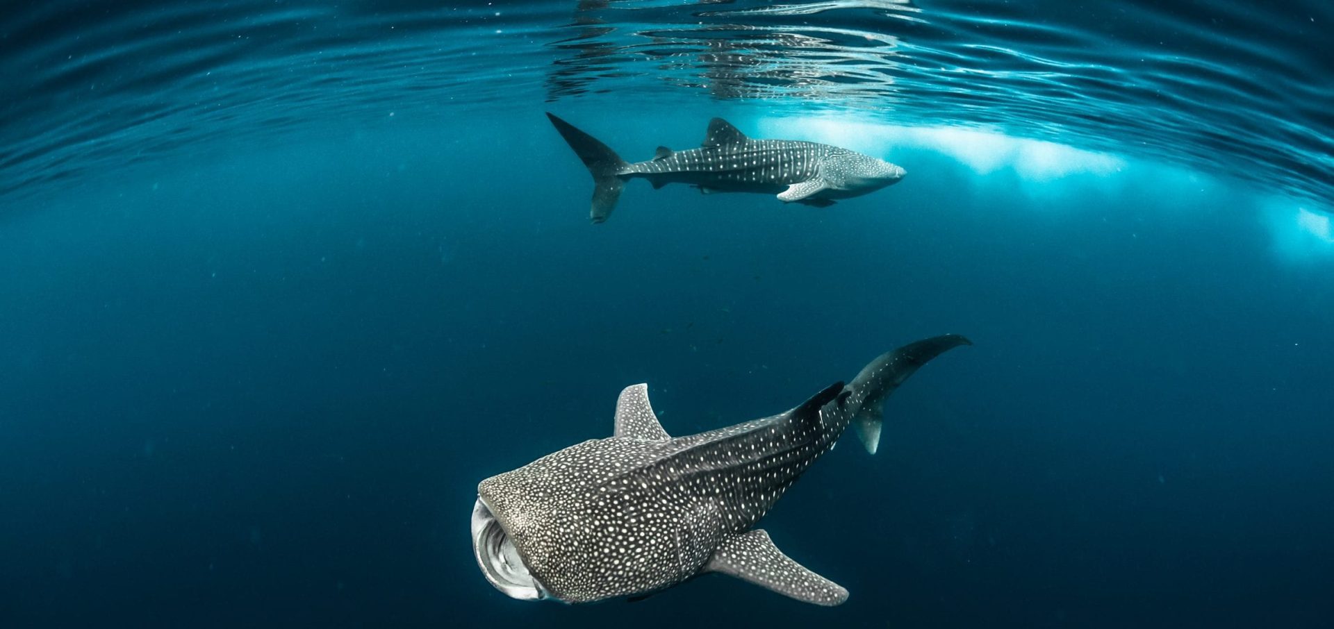 Fred Buyle freediving underwater photography whale sharks