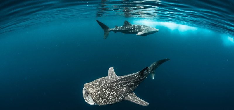 Fred Buyle freediving underwater photography whale sharks