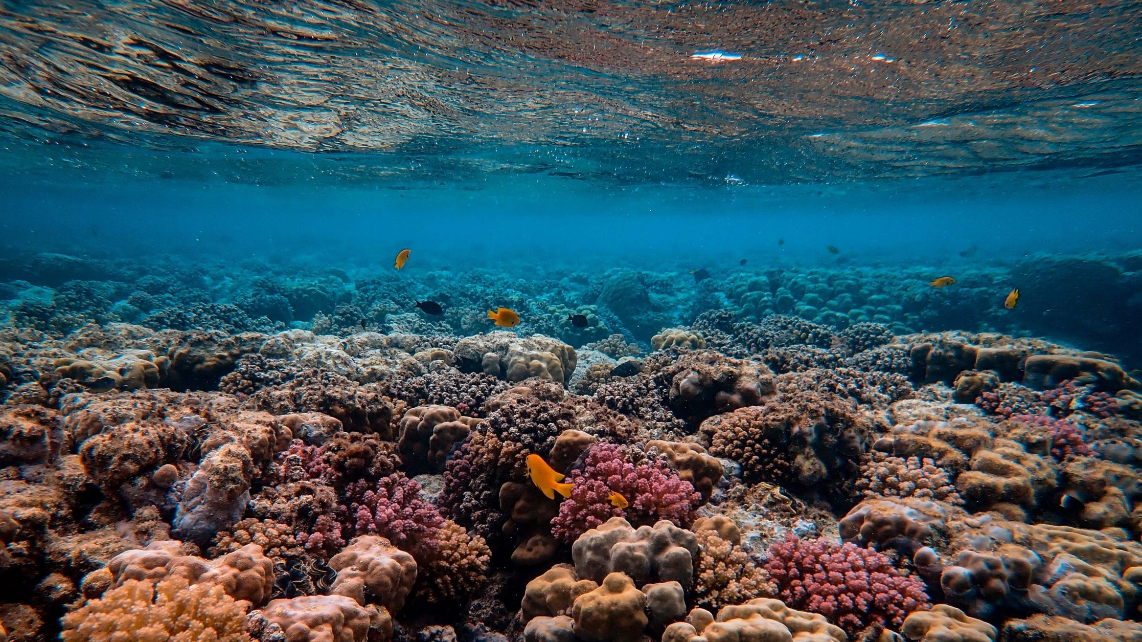 UN global biodiversity framework zero draft