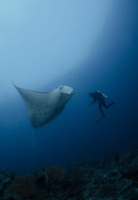 Indonesia plastic pollution Banda manta