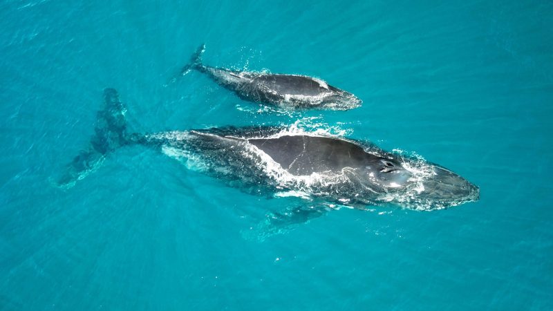 tessa hempson coral reef oceans without borders whales