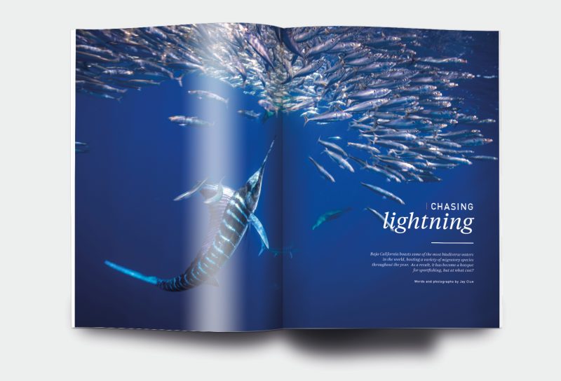 OM_website_ISSUE11_3
