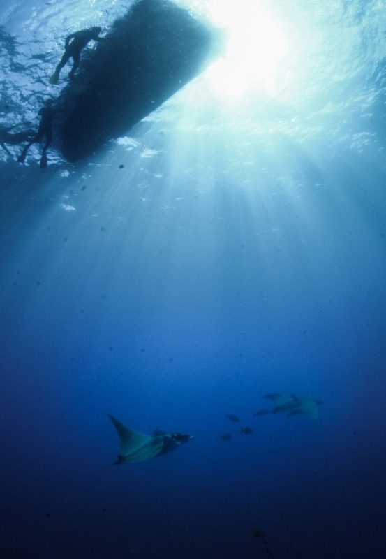 saint helena diving