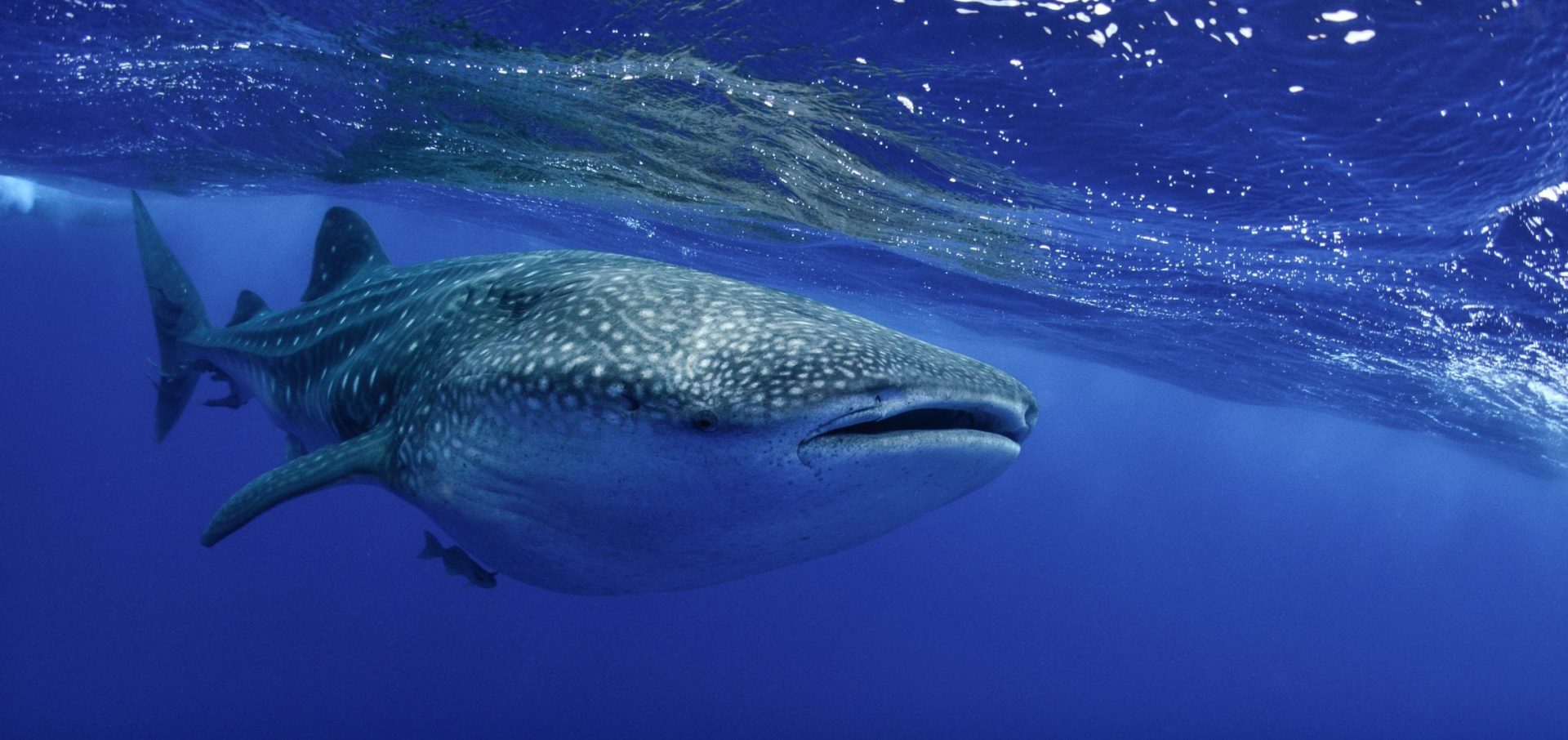 saint helena whale shark