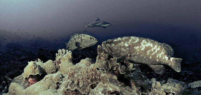 Shark and groupers, by Mr Marc Hayek