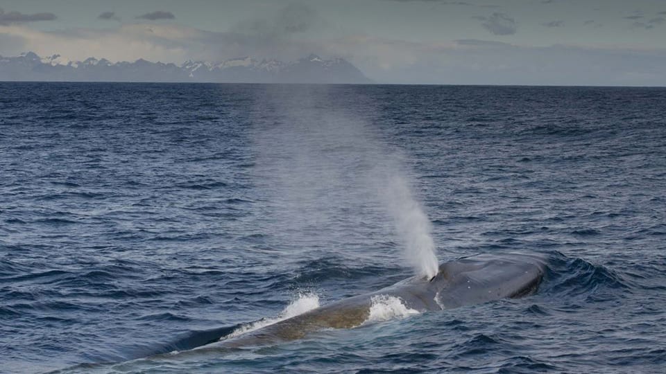 blue whales South Georgia