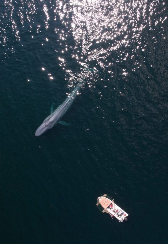 Alastair-Fothergill-Our-Planet-whale-drone