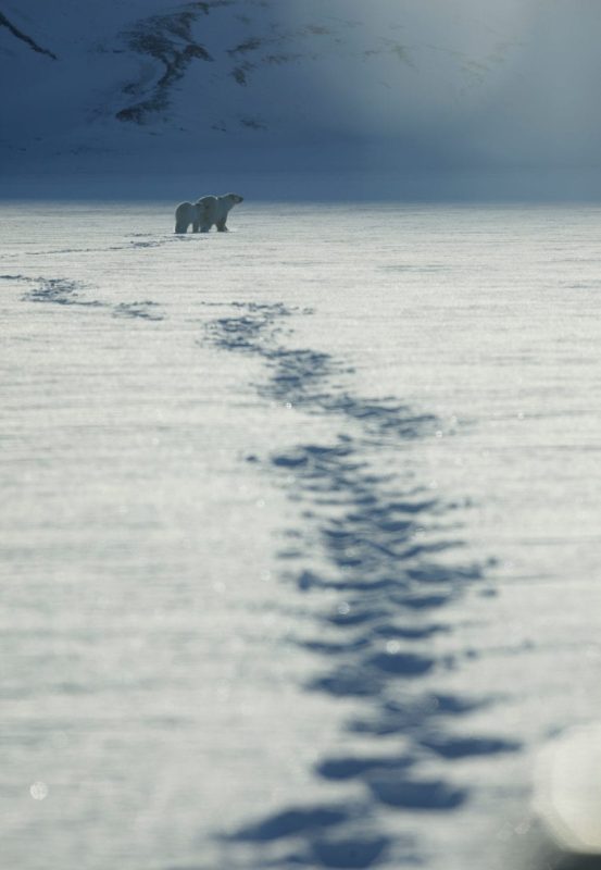 Alastair-Fothergill-Our-Planet-Sophie-Lanfear-polar-bear
