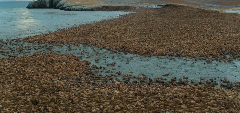 Alastair-Fothergill-Our-Planet-walrus-haulout